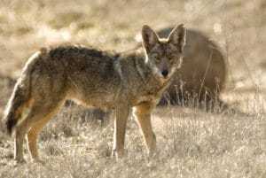 bigstock Coyote 4186001