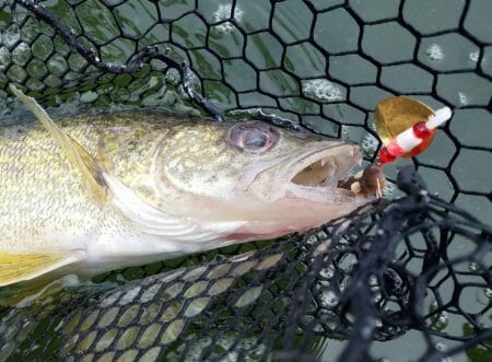 walleye in net with crawler harness 1 scaled 1